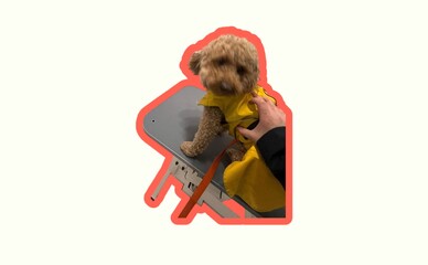 У Києві чоловік отримав 5 років умовно за жорстоке поводження з собакою