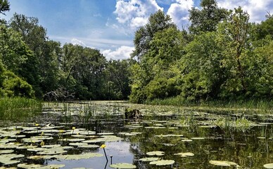 Забруднення Русанівської протоки: «Київводоканал» пояснив, що відбувається