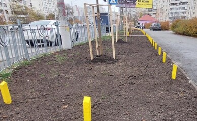 У Деснянському районі висадили 30 кленів сріблястих