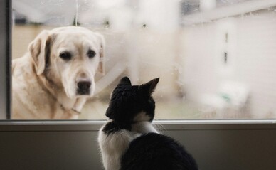 Внутрішнім переселенцям дозволять тримати домашніх улюбленців у тимчасовому житлі