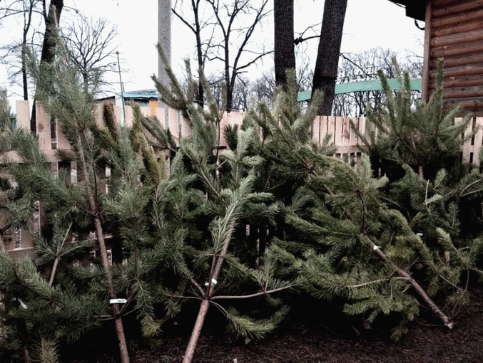 В лесхозе возле Полтавы уже продают новогодние елки