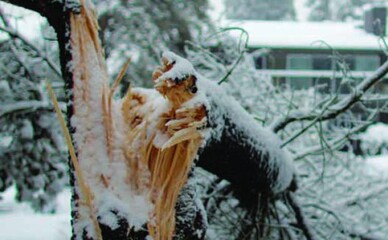 Киевляне сообщили о массовом падении деревьев из-за мороза на Печерске