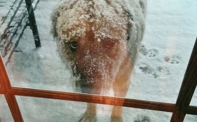 Захисники тварин просять владу дозволити котам та собакам ховатися від морозів у магазинах