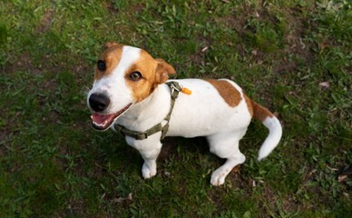 У Харкові знайшли водія, який збив собаку і поїхав з місця ДТП 