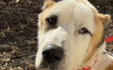 Священник у Рені майже півтора року не годував алабая — пес важить лише 33 кг