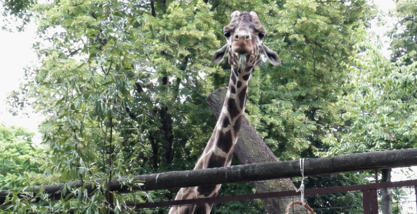 У Київському зоопарку помер жираф Джамбо