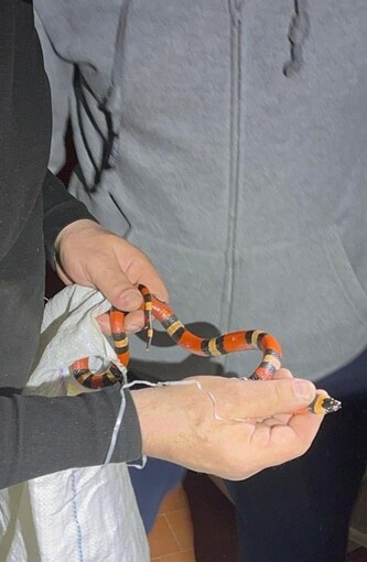 У Харкові люди знайшли екзотичну змію у своїй пральній машині