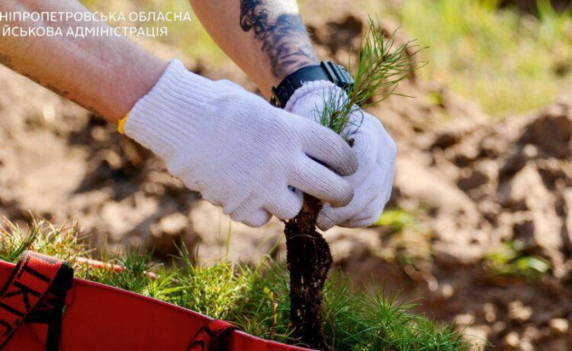На Дніпропетровщині висадили тисячі сосен на честь загиблих 