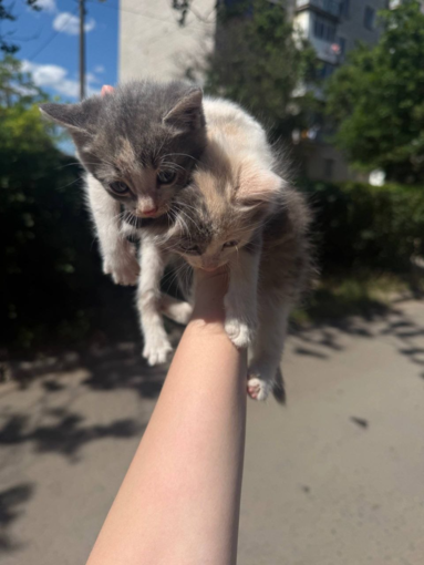 На Одещині водій під час руху викинув з автівки трьох кошенят: один із малюків не вижив