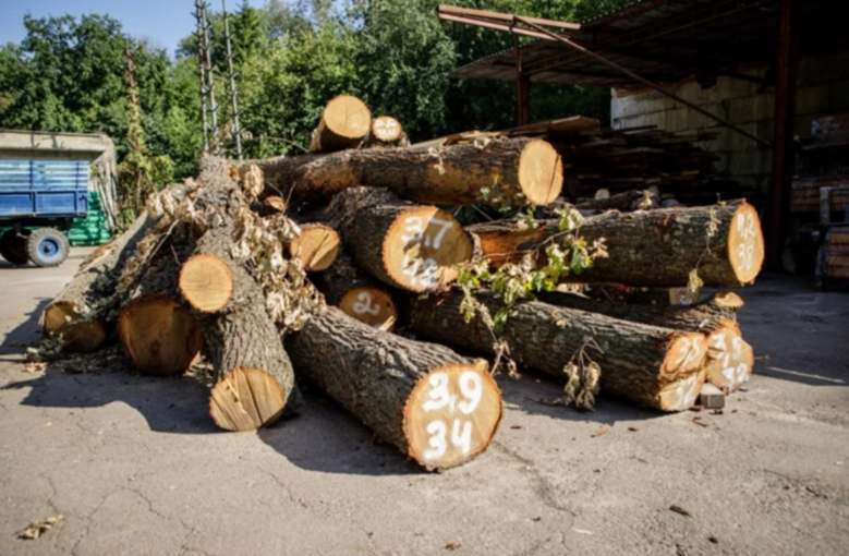 У Києві спиляні на Теремках дерева використають для благоустрою